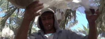 종려나무 열매 추수 APGALK0115