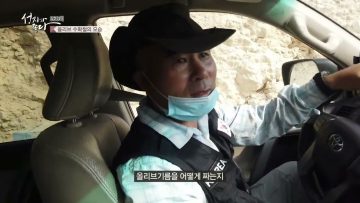 올리브 수확철의 모습 APGALK0260