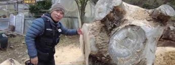 비아 에그나티아  380